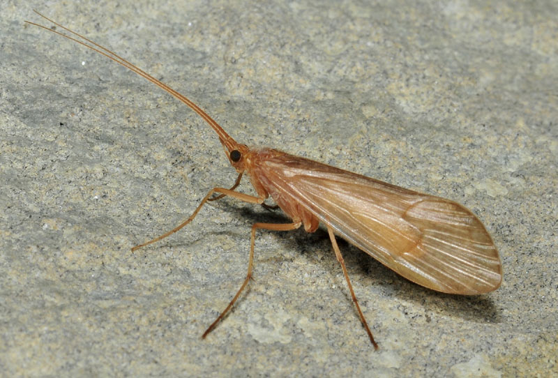 da identificare:  Limnephilidae: Stenophylax sp.